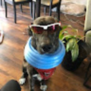 Meet your Posher, Owen